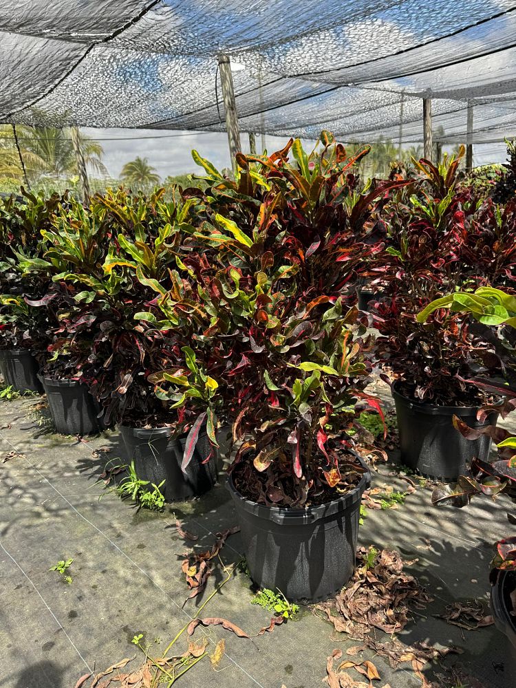 codiaeum-variegatum-mammey-croton