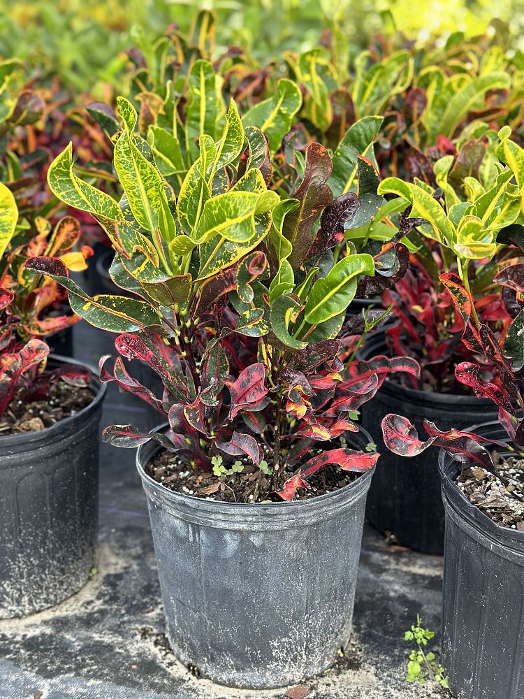 codiaeum-variegatum-mammey-croton