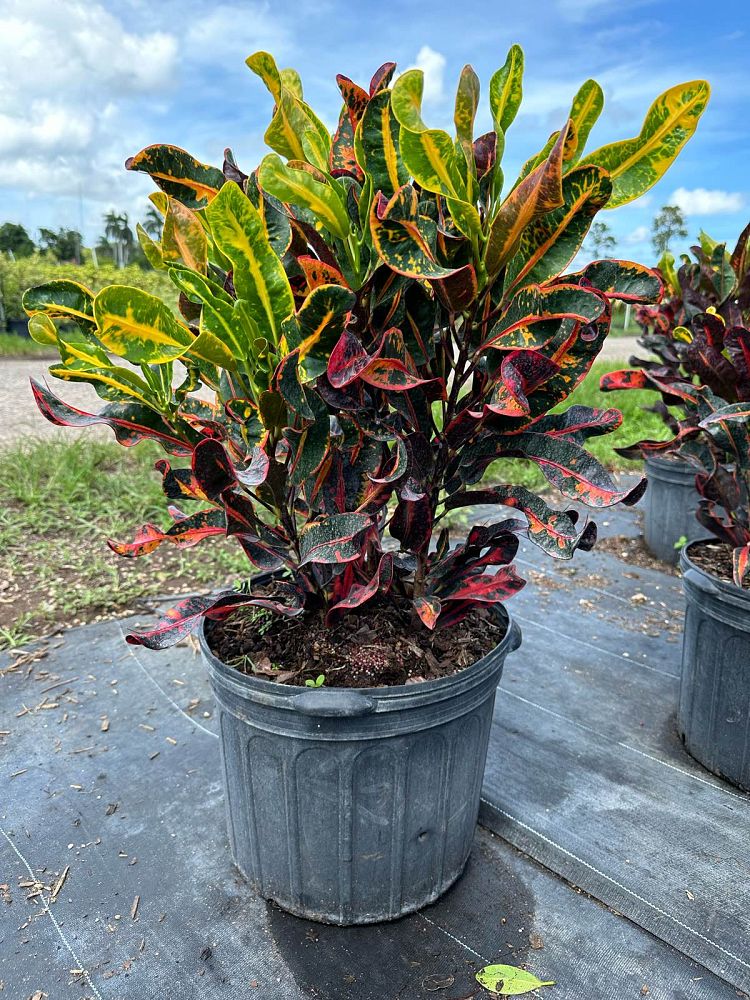 codiaeum-variegatum-mammey-croton