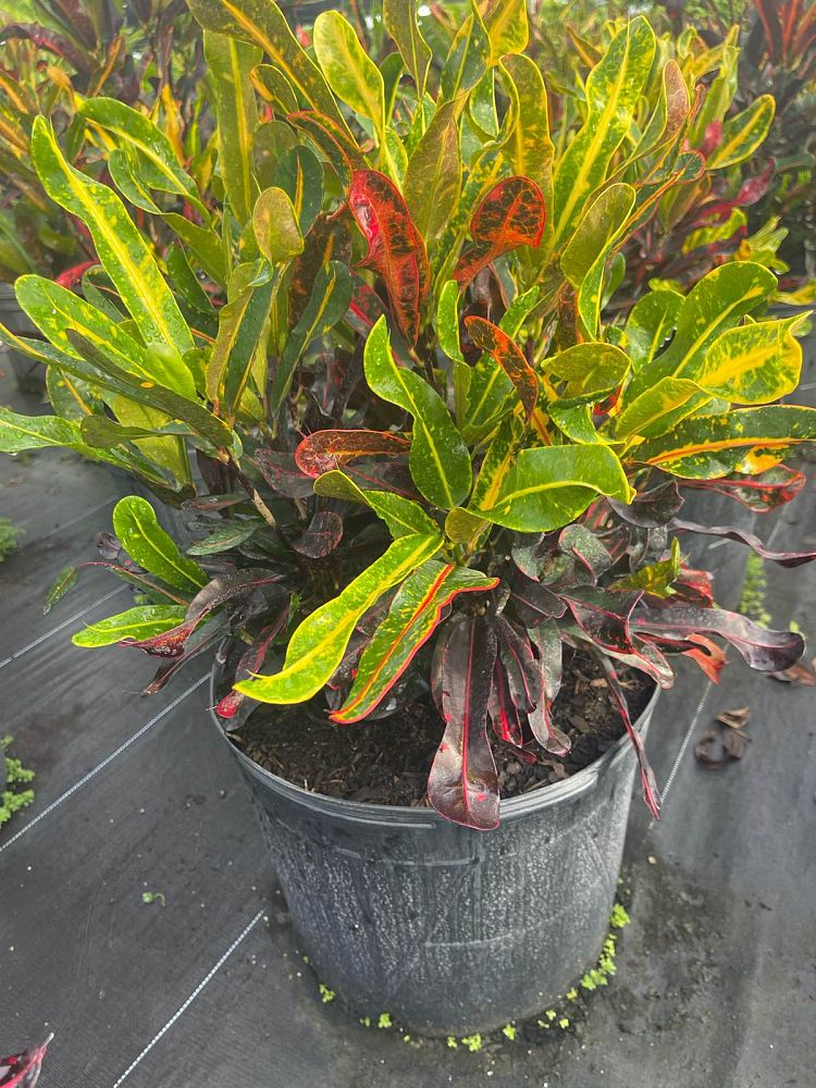 codiaeum-variegatum-mammey-croton