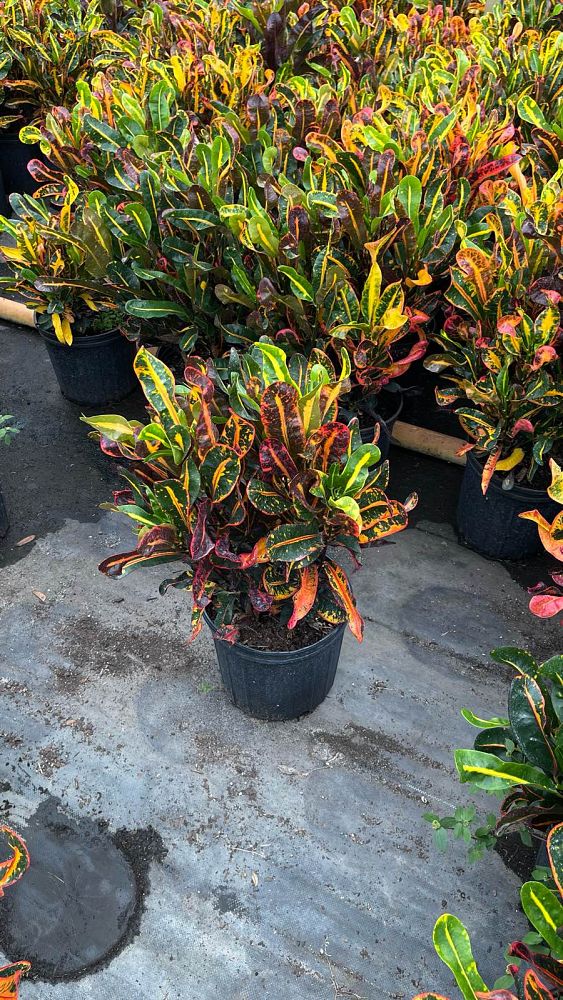 codiaeum-variegatum-mammey-croton