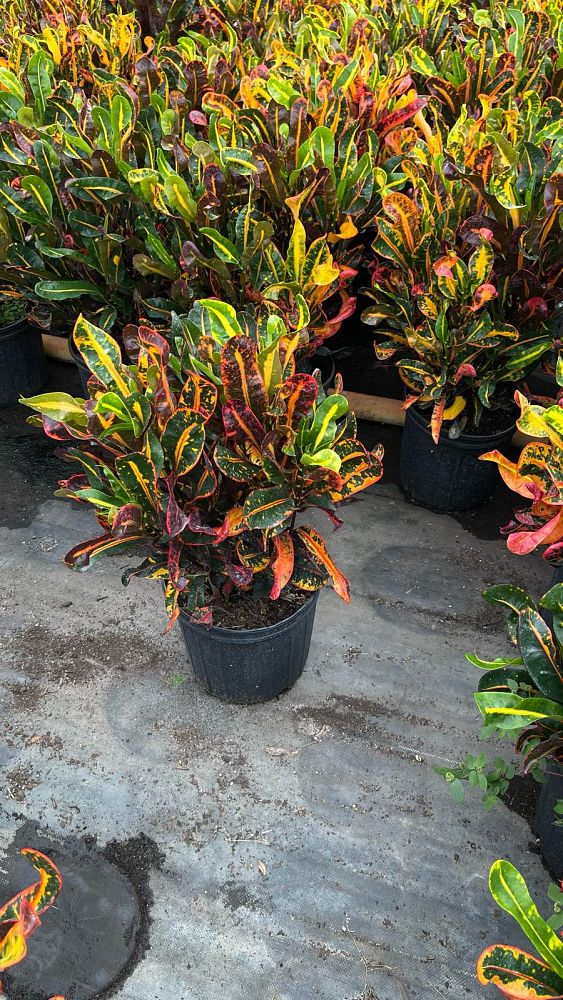 codiaeum-variegatum-mammey-croton