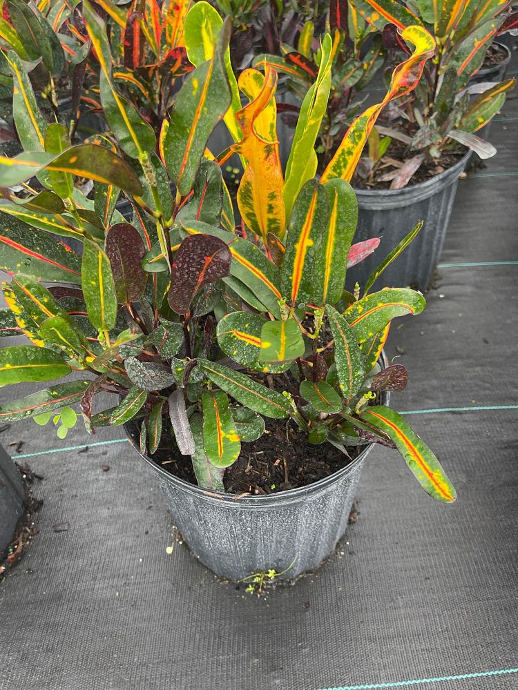 codiaeum-variegatum-mammey-croton