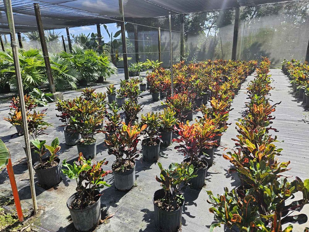 codiaeum-variegatum-mammey-croton