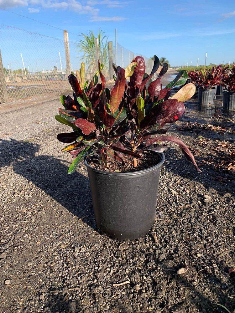 codiaeum-variegatum-mammey-croton