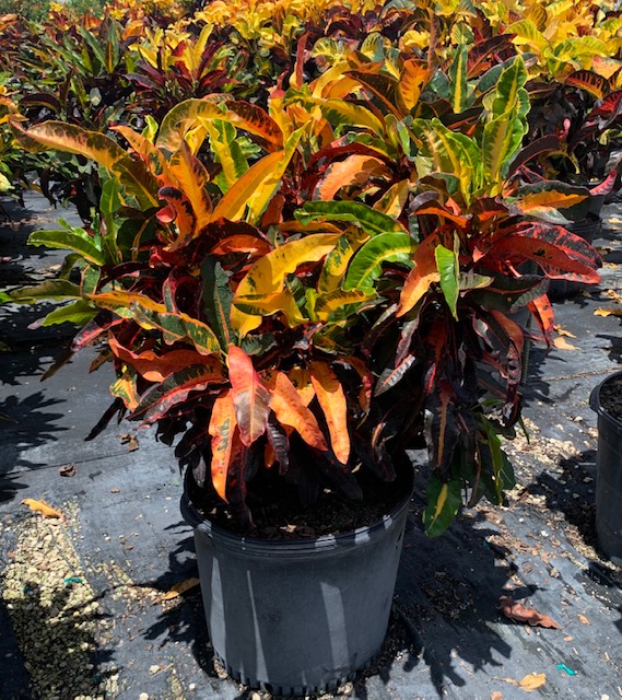 codiaeum-variegatum-mango-croton