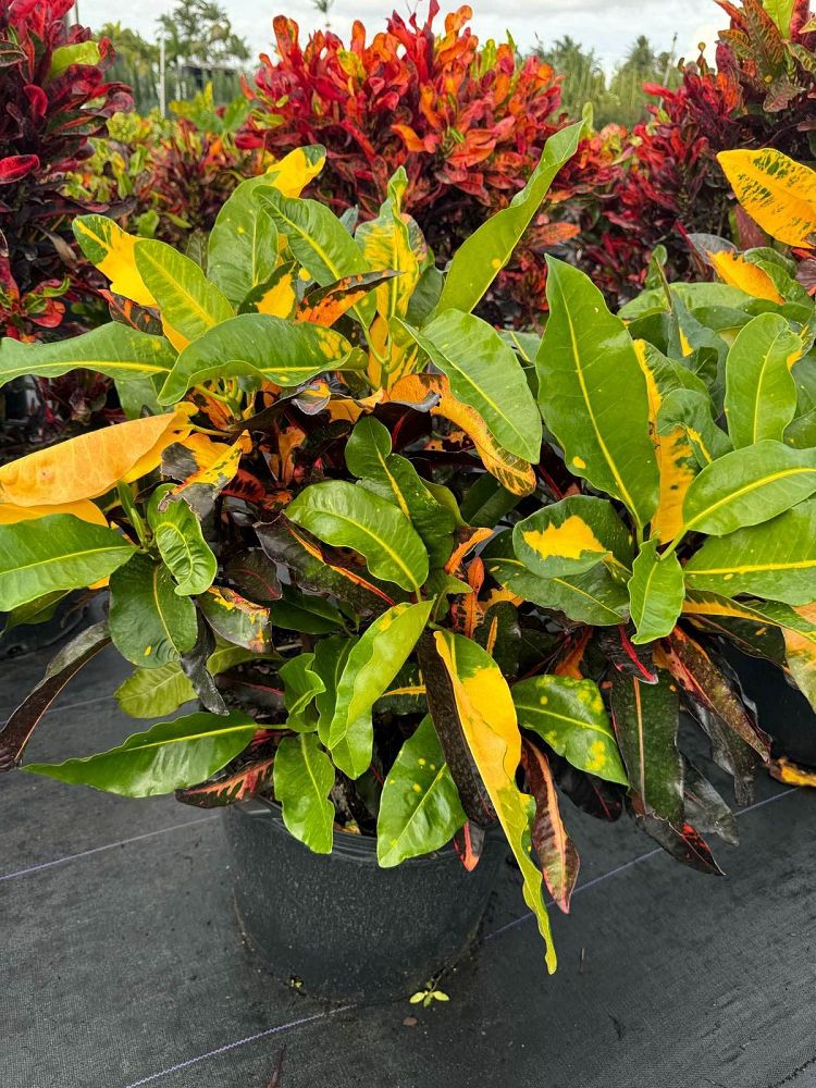 codiaeum-variegatum-mango-croton