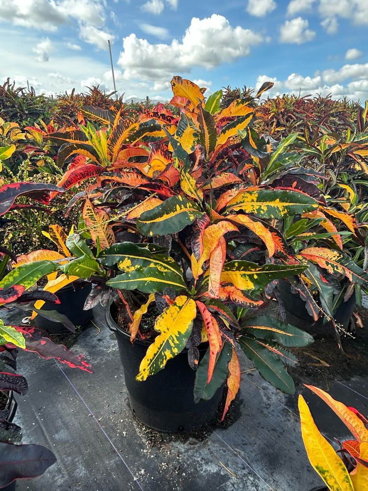 codiaeum-variegatum-mango-croton