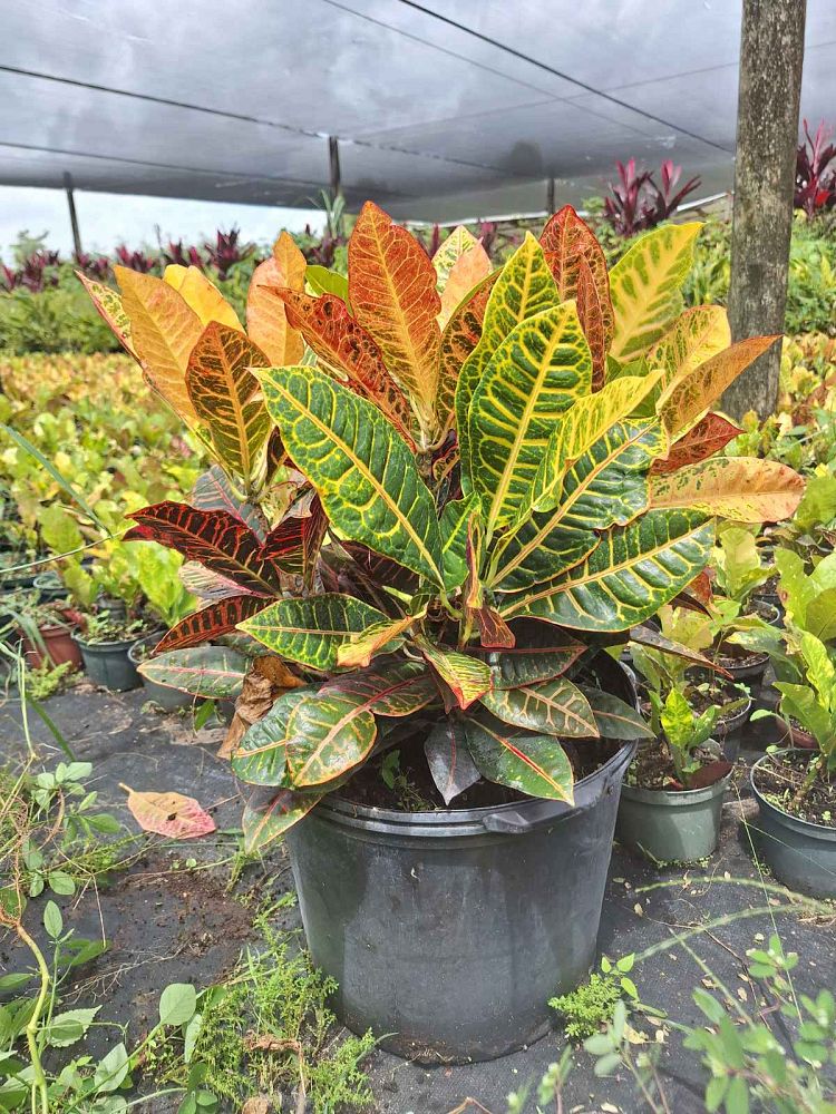 codiaeum-variegatum-petra-croton