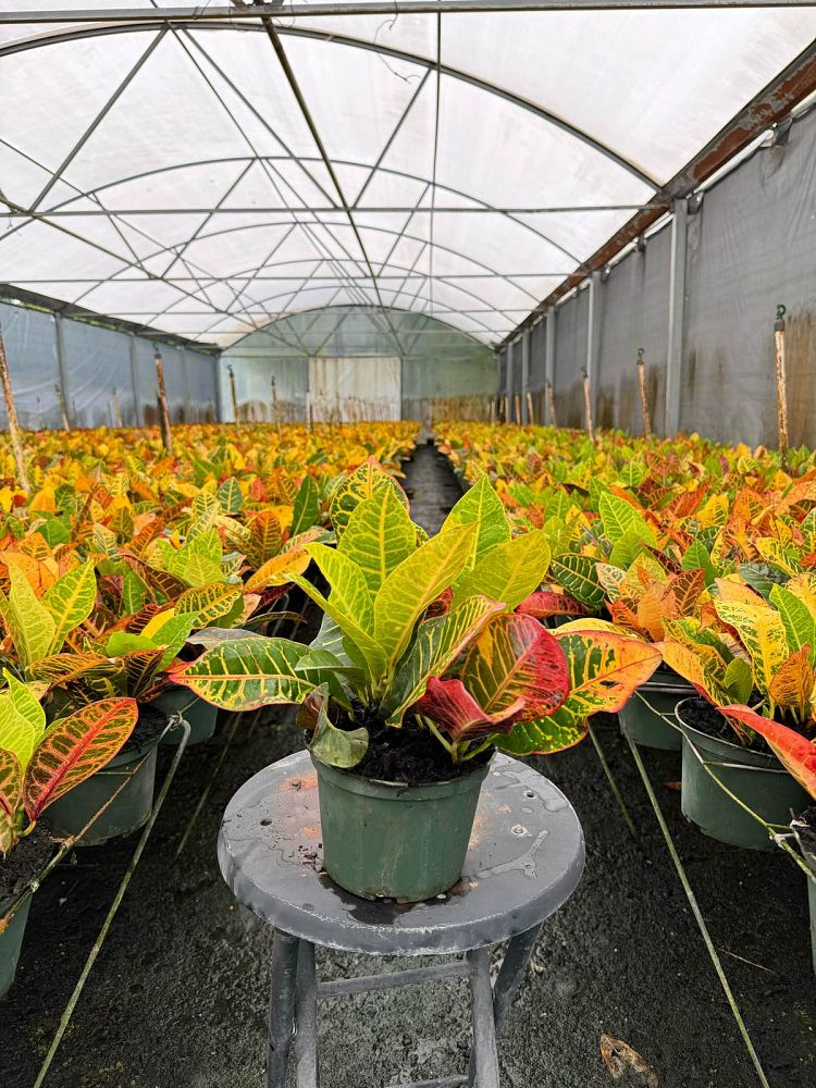 codiaeum-variegatum-petra-croton