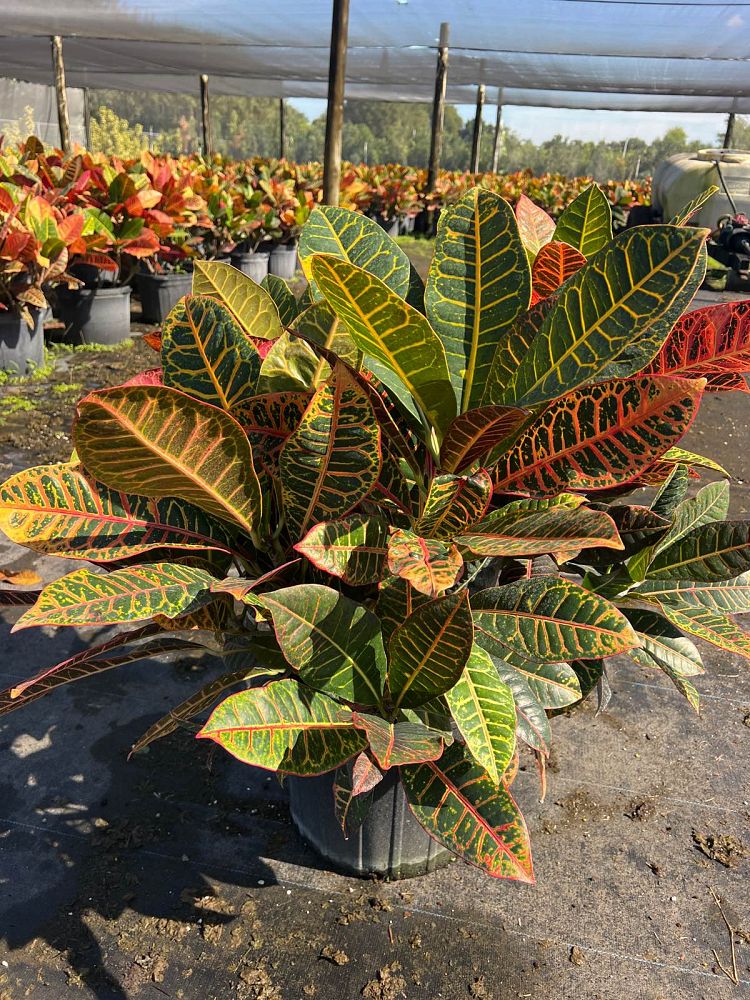 codiaeum-variegatum-petra-croton