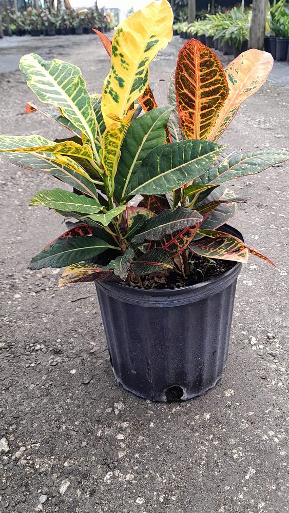 codiaeum-variegatum-petra-croton