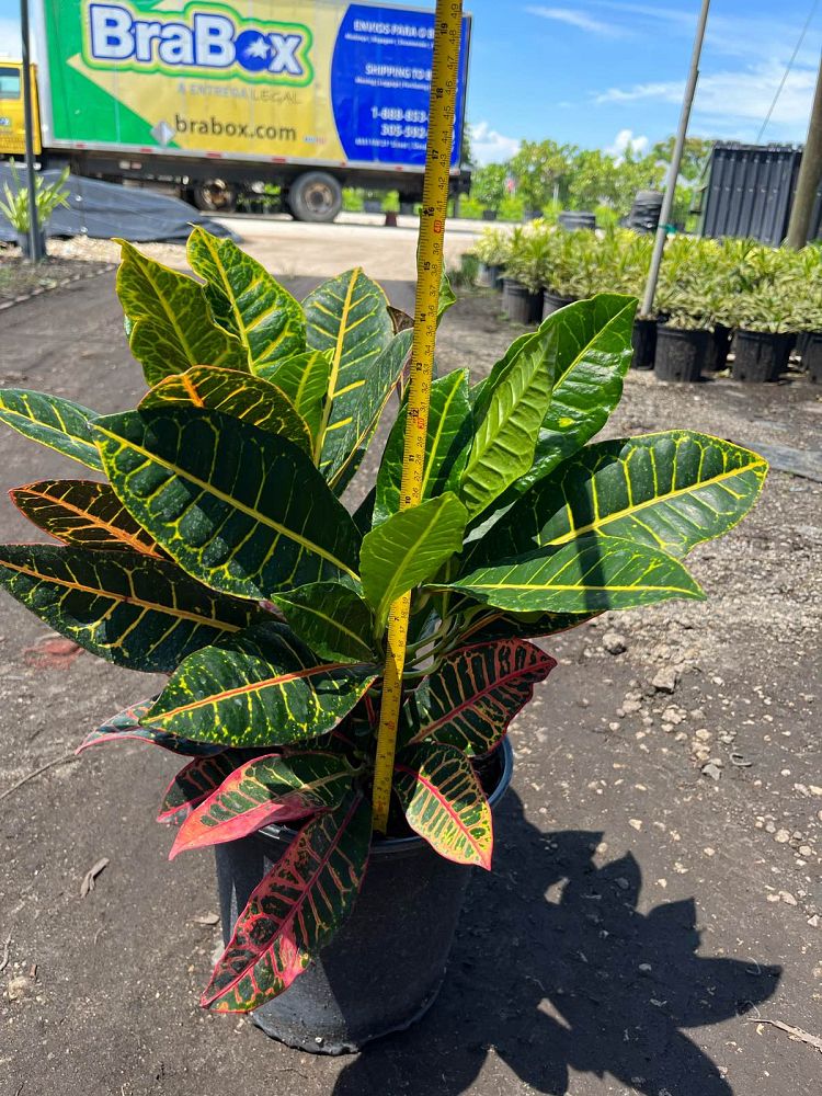 codiaeum-variegatum-petra-croton