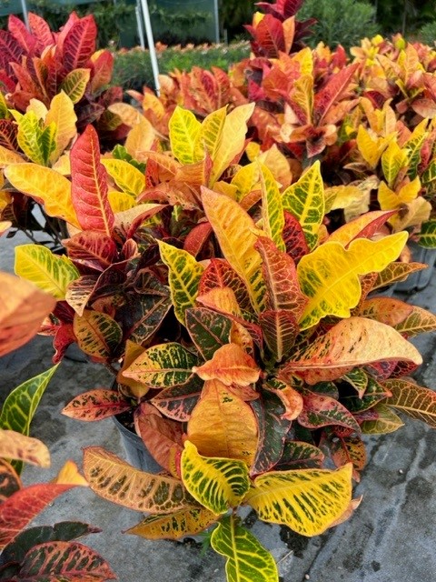 codiaeum-variegatum-petra-croton