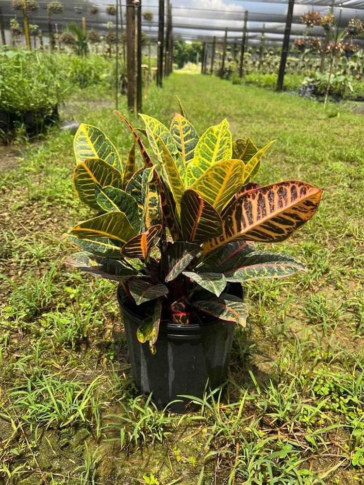 codiaeum-variegatum-petra-croton