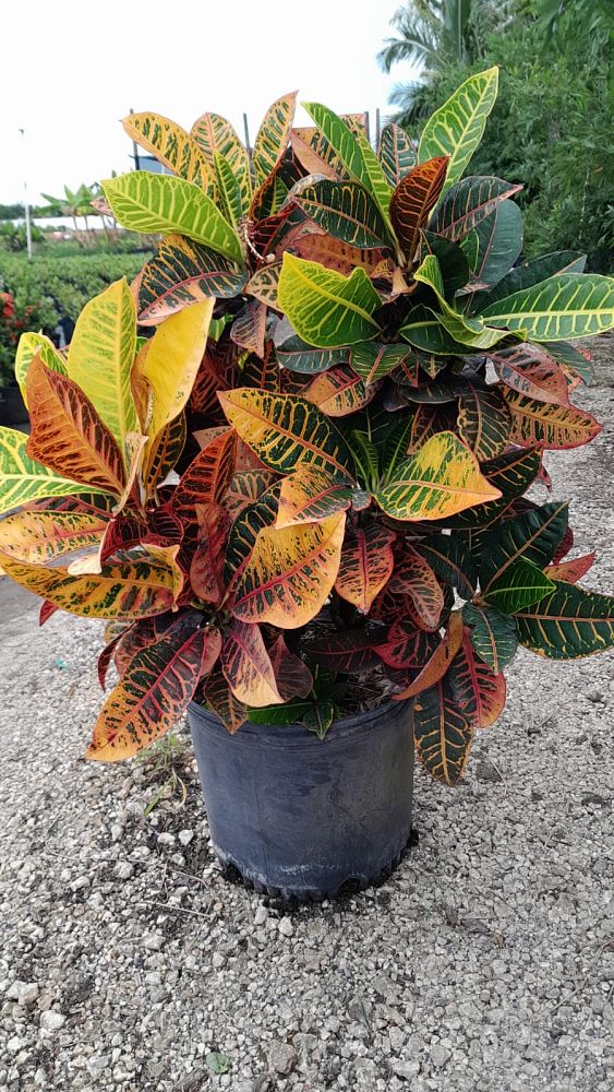 codiaeum-variegatum-petra-croton