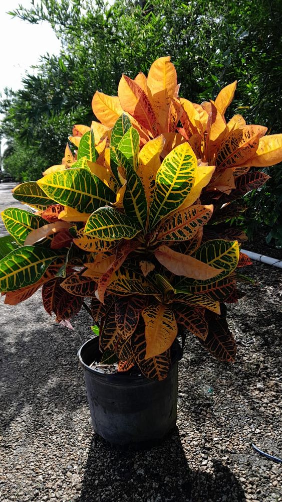 codiaeum-variegatum-petra-croton