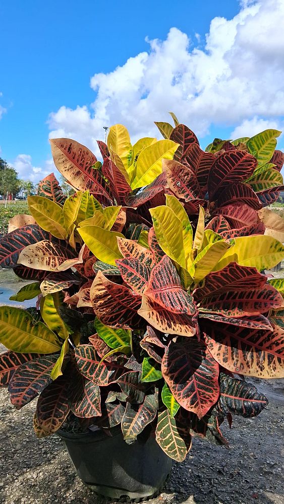 codiaeum-variegatum-petra-croton