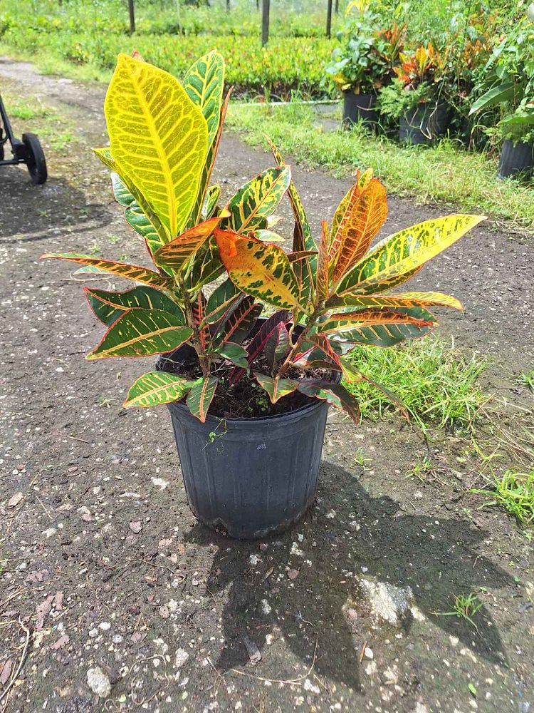 codiaeum-variegatum-petra-croton