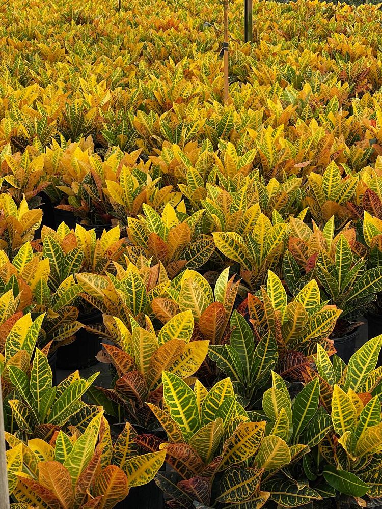 codiaeum-variegatum-petra-croton