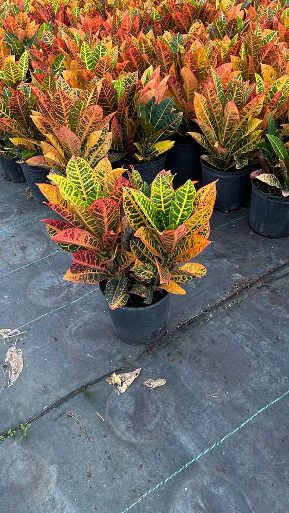 codiaeum-variegatum-petra-croton