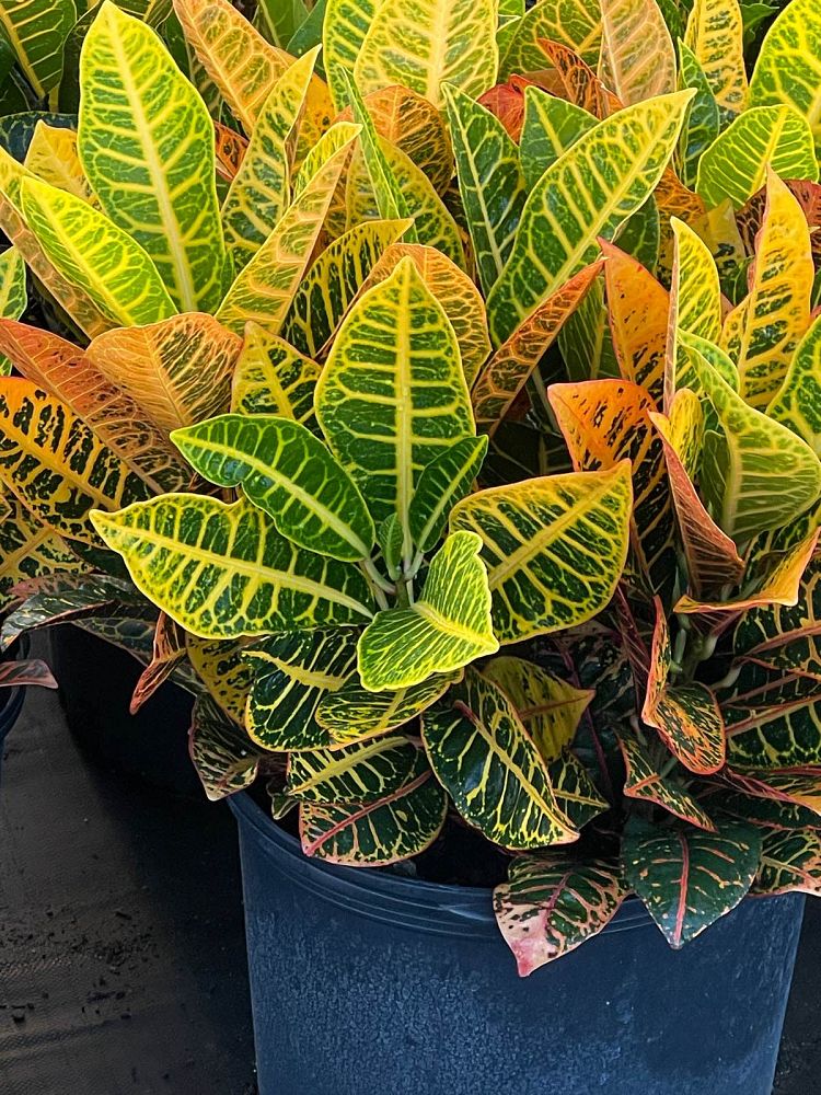 codiaeum-variegatum-petra-croton