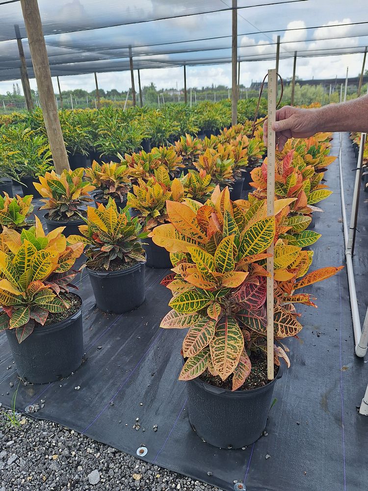 codiaeum-variegatum-petra-croton