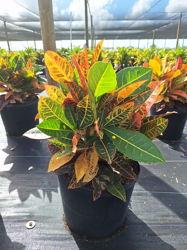 codiaeum-variegatum-petra-croton