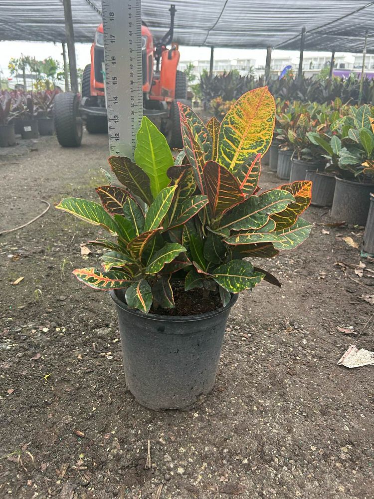 codiaeum-variegatum-petra-croton