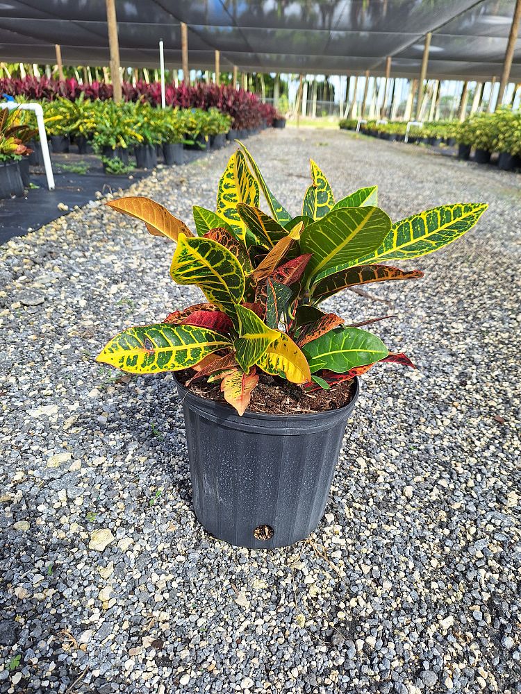 codiaeum-variegatum-petra-croton