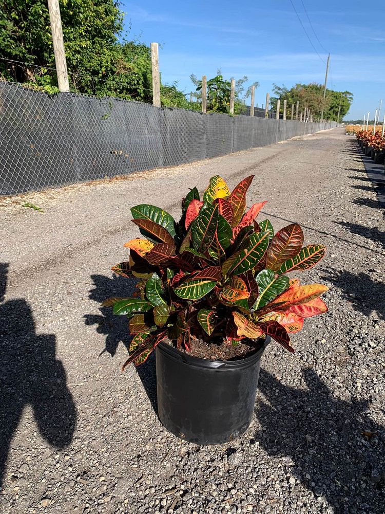 codiaeum-variegatum-petra-croton