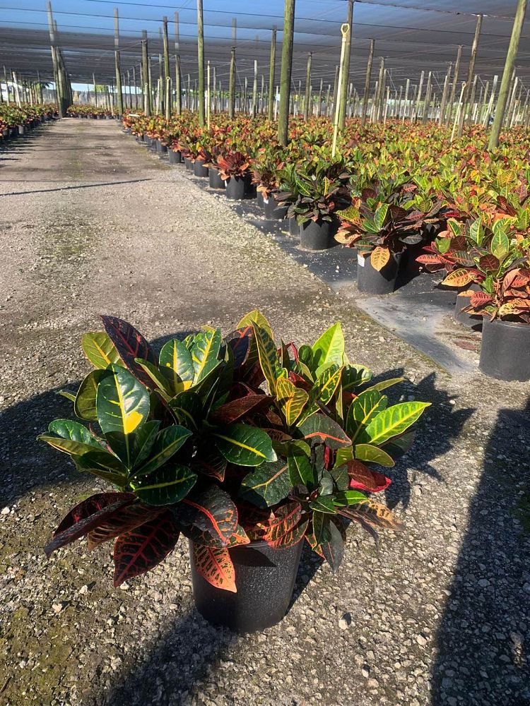 codiaeum-variegatum-petra-croton