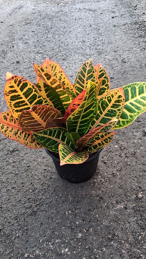 codiaeum-variegatum-petra-croton