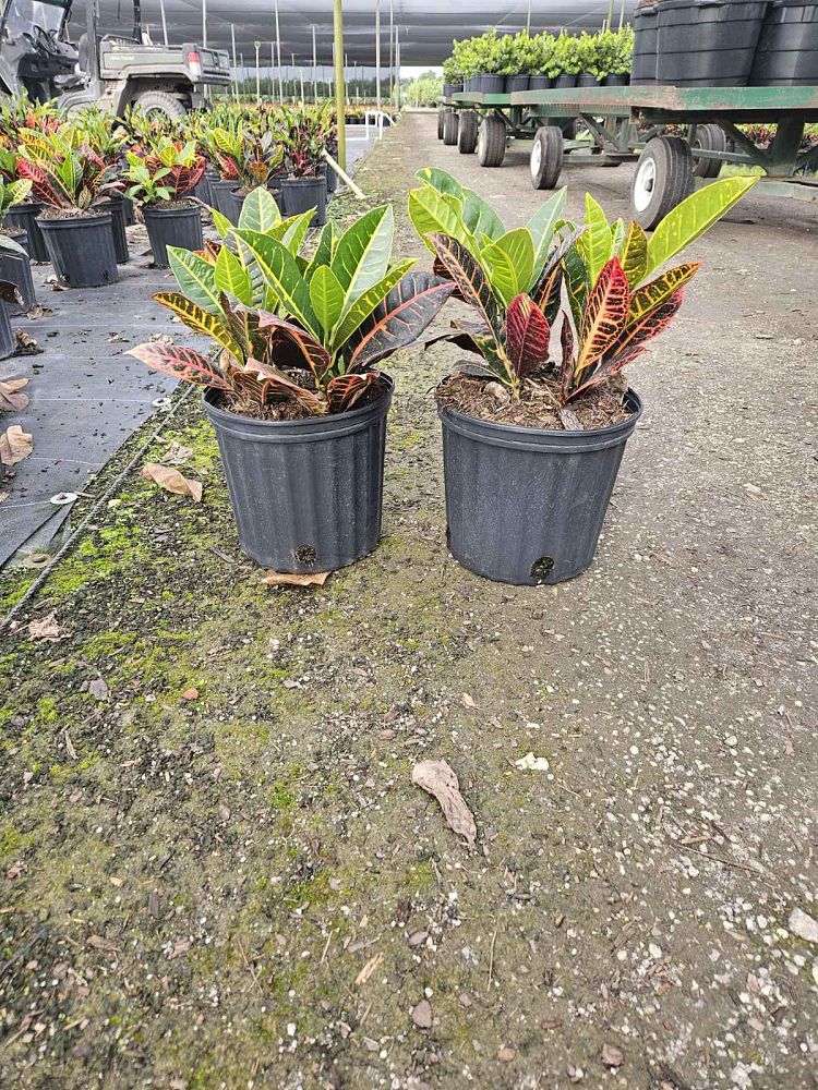 codiaeum-variegatum-petra-croton