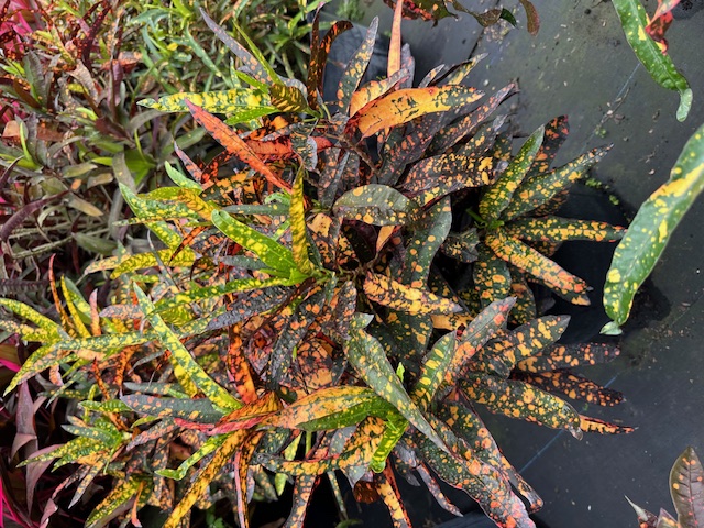 codiaeum-variegatum-stoplight-croton