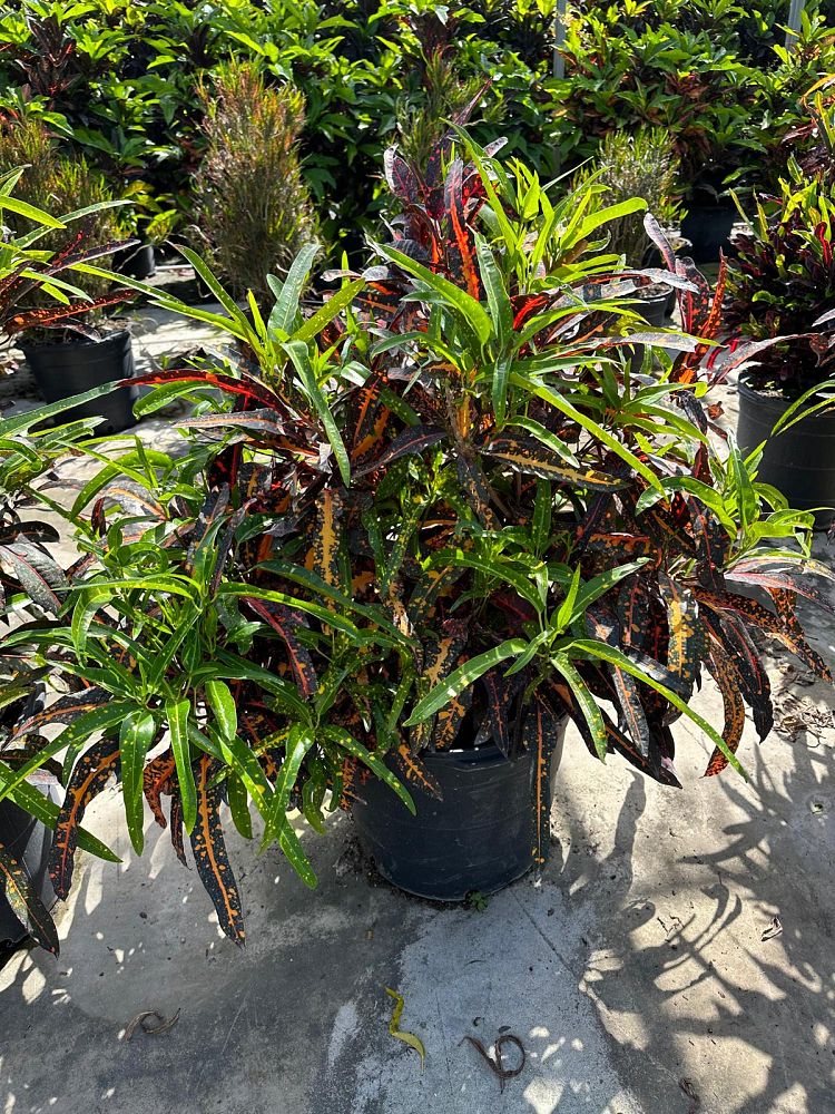 codiaeum-variegatum-stoplight-croton