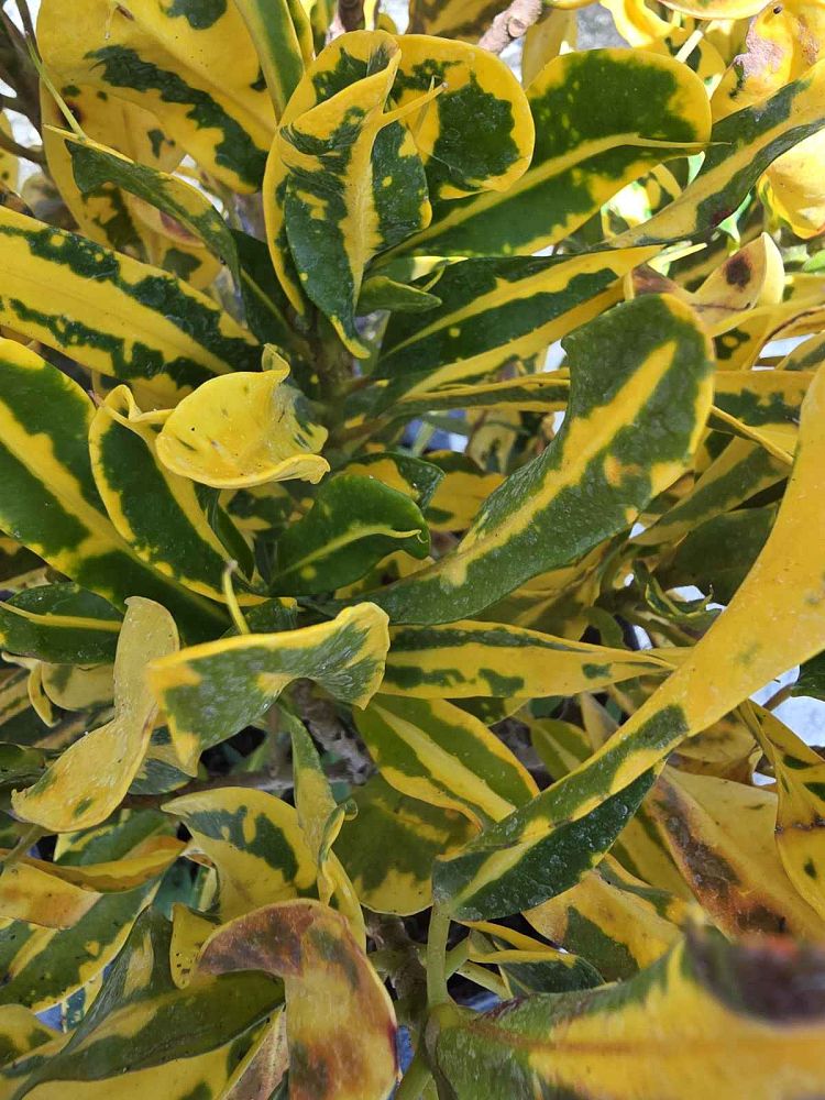 codiaeum-variegatum-yellow-mammey-croton