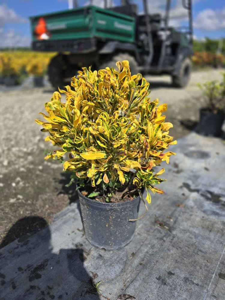 codiaeum-variegatum-yellow-mammey-croton