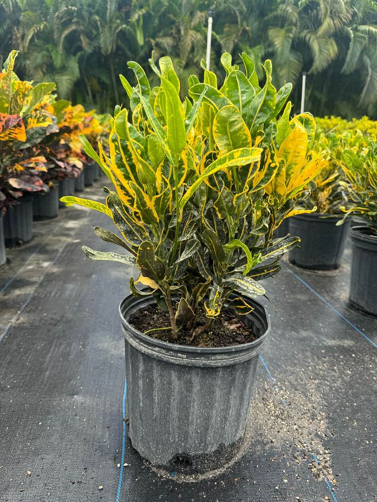 codiaeum-variegatum-yellow-mammey-croton