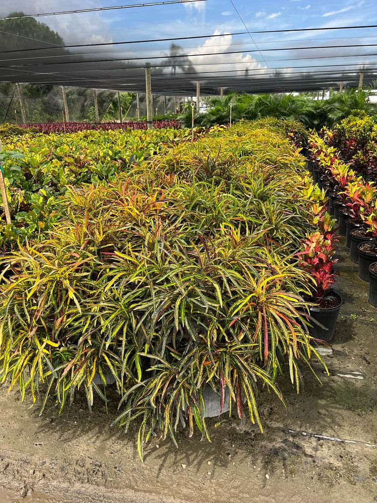 codiaeum-variegatum-zanzibar-croton