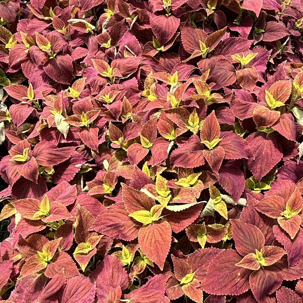 coleus-alabama-flame-nettle-painted-nettle-coleus