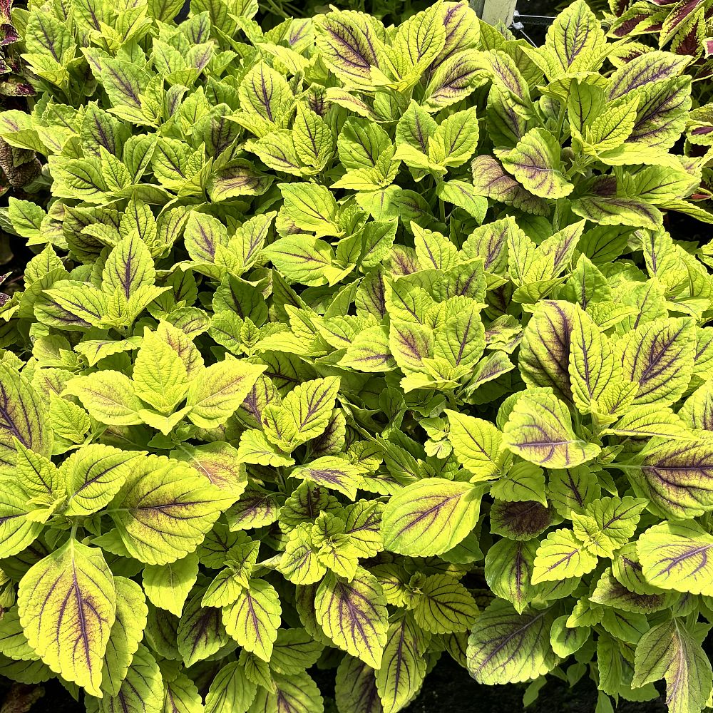 coleus-gay-s-delight