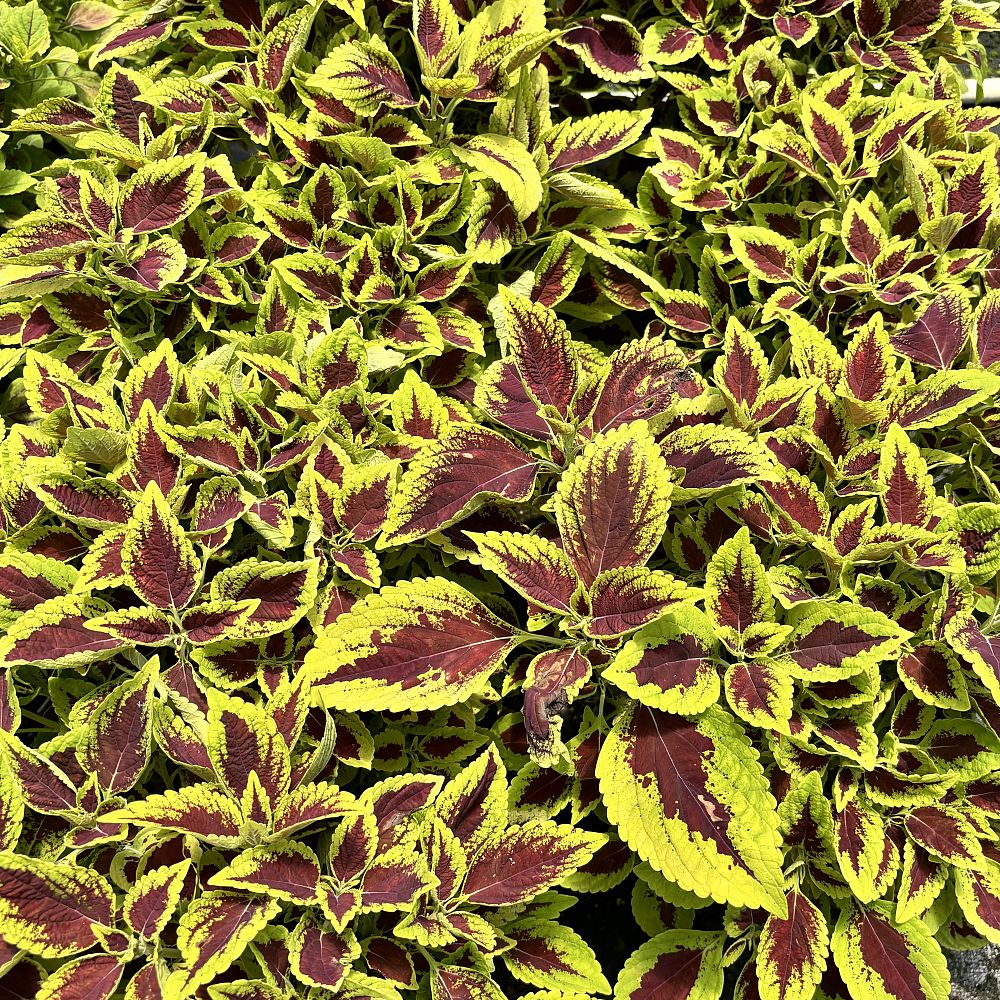 coleus-pat-martin