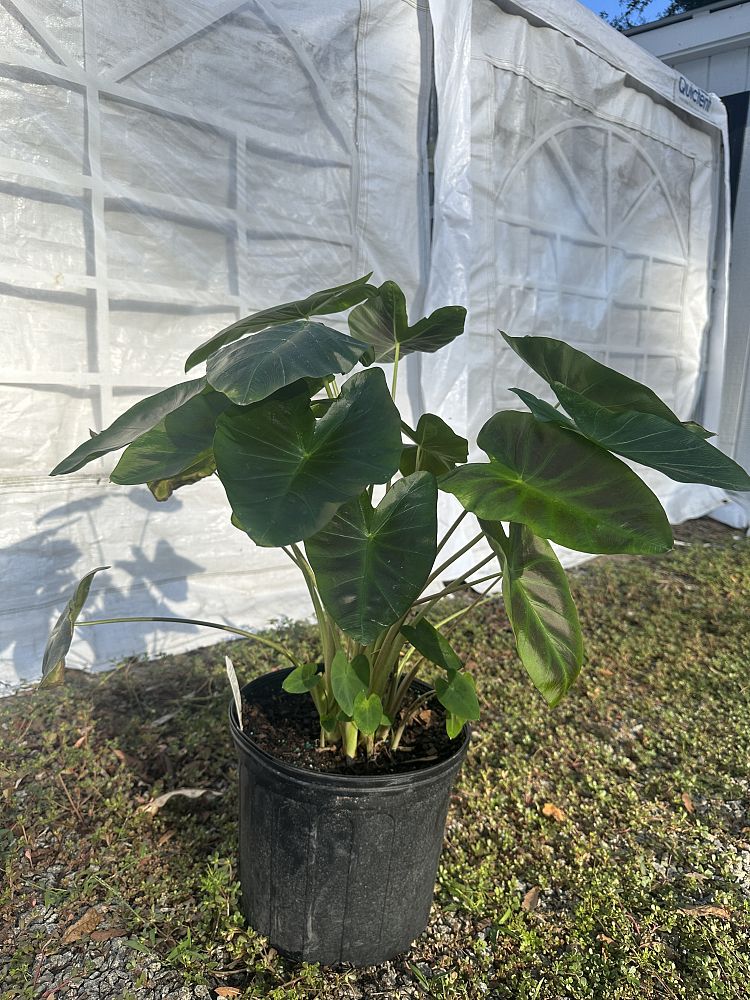 colocasia-esculenta-royal-hawaiian-aloha-taro-elephant-ear