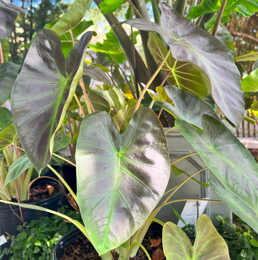 colocasia-esculenta-royal-hawaiian-aloha-taro-elephant-ear