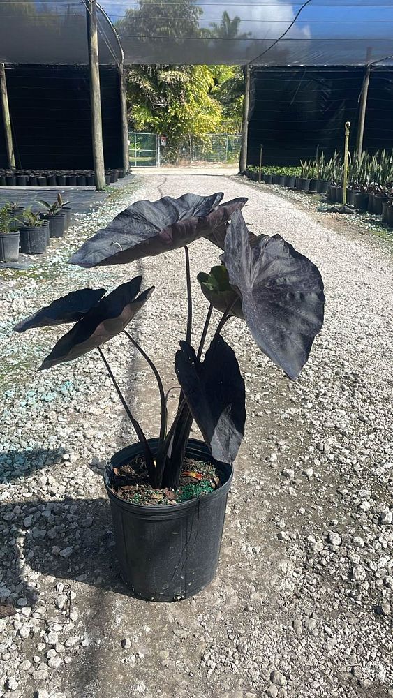 colocasia-esculenta-royal-hawaiian-black-coral-taro-elephant-ear