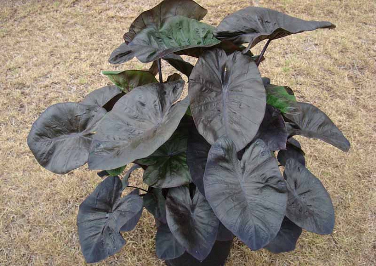 colocasia-esculenta-royal-hawaiian-kona-coffee-taro-elephant-ear