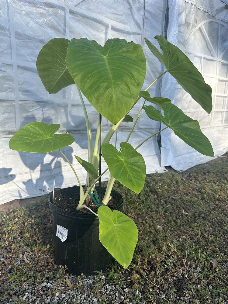 colocasia-esculenta-royal-hawaiian-maui-gold-taro-elephant-ear