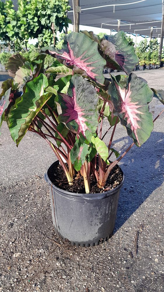 colocasia-esculenta-taro-elephant-ear