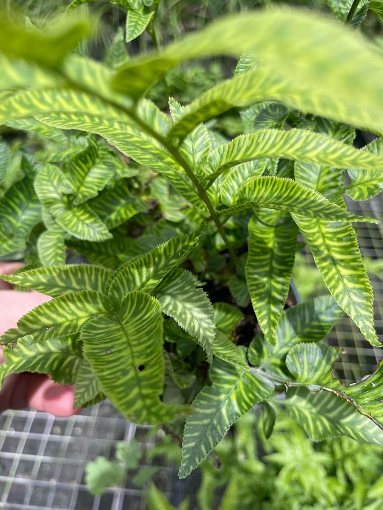 coniogramme-emeiensis-variegata-variegated-chinese-bamboo-fern